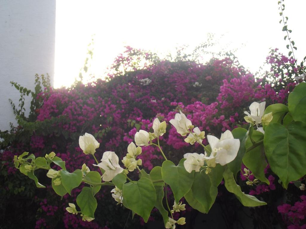 האממט Villa Phoenicia מראה חיצוני תמונה